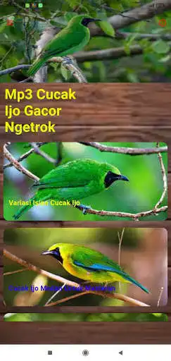 Play Cucak Ijo Gacor Ngentrok Offline as an online game Cucak Ijo Gacor Ngentrok Offline with UptoPlay