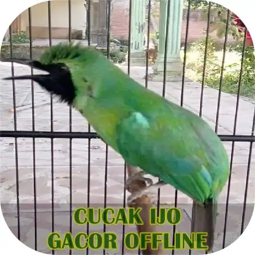 Play Cucak Ijo Gacor Offline APK