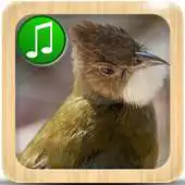 Free play online Cucak Jenggot APK