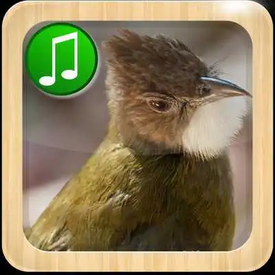 Play Cucak Jenggot Play Cucak Jenggot