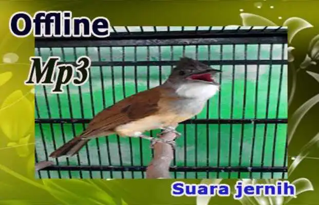 Play Cucak Jenggot Play Cucak Jenggot