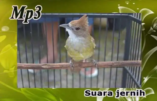 Play Cucak Jenggot Play Cucak Jenggot