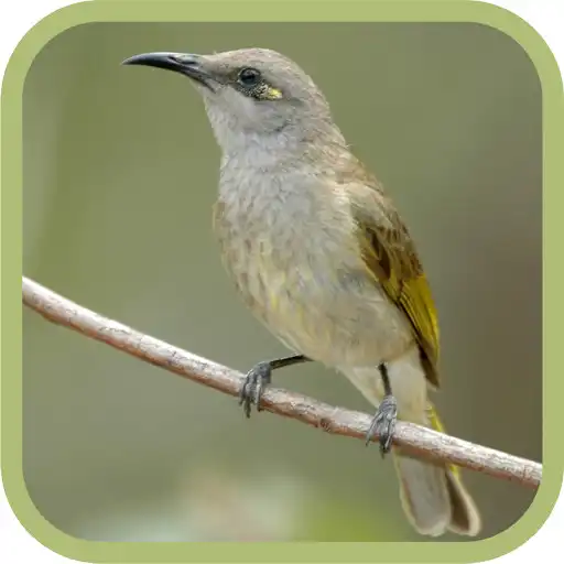 Play Cucak Kombo APK Play Cucak Kombo APK