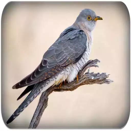 Play Cuckoo Bird Sounds APK