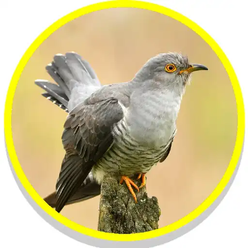 Play Cuckoo Birds Sounds APK Play Cuckoo Birds Sounds APK