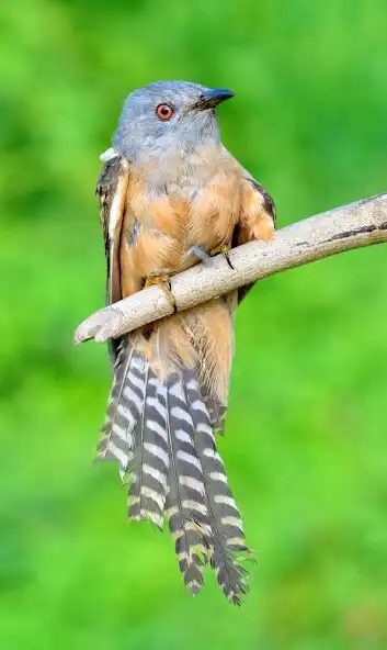 Play Cuckoo Birds Sounds  and enjoy Cuckoo Birds Sounds with UptoPlay