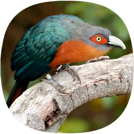Play Cuckoos Bird Sounds APK