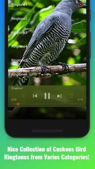 Play Cuckoos Bird Sounds as an online game online Cuckoos Bird Sounds with UptoPlay Play Cuckoos Bird Sounds as an online game Cuckoos Bird Sounds with UptoPlay