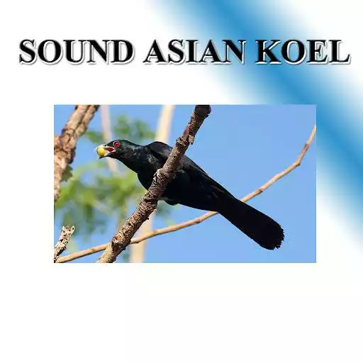 Play Cuckoo sounds to birds.  and enjoy Cuckoo sounds to birds. with UptoPlay