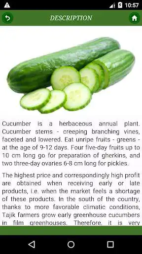 Play Cucumber: from 