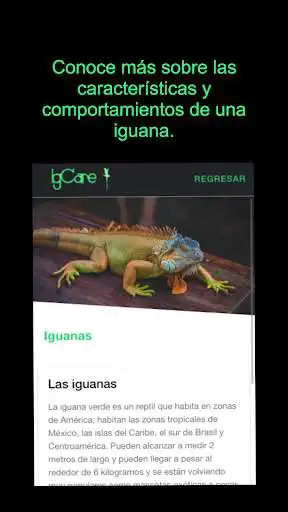 Play Cuidado de Iguanas as an online game Cuidado de Iguanas with UptoPlay