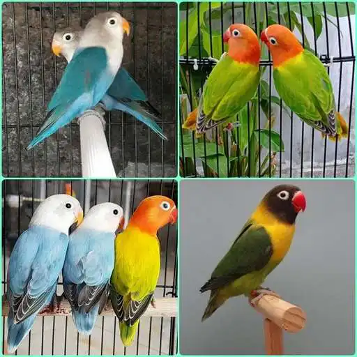 Play cultivating lovebird APK Play cultivating lovebird APK