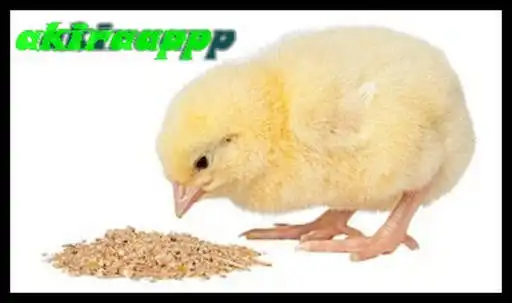 Play cultivation JOPER  and enjoy cultivation JOPER with UptoPlay