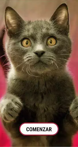 Play Curiosities  and enjoy Curiosities with UptoPlay