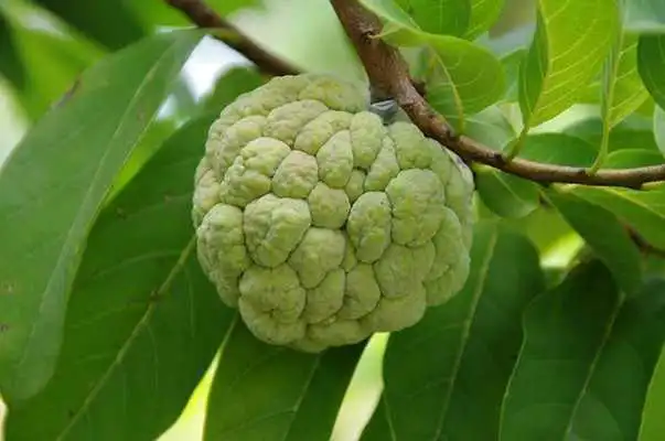 Play Custard Apple For Health