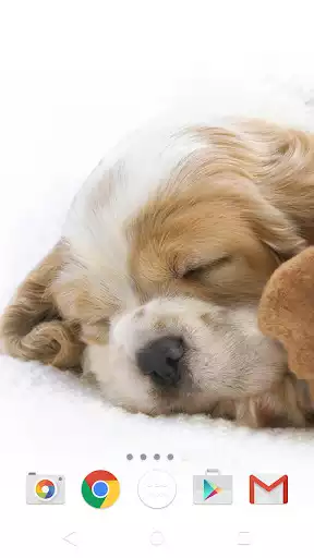 Play Cute Animals Live Wallpaper as an online game online Cute Animals Live Wallpaper with UptoPlay com.cpe.cuteanimalslivewallpaper Play Cute Animals Live Wallpaper as an online game Cute Animals Live Wallpaper with UptoPlay