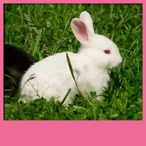 Free play online Cute Animals Live Wallpapers APK Free play online Cute Animals Live Wallpapers APK