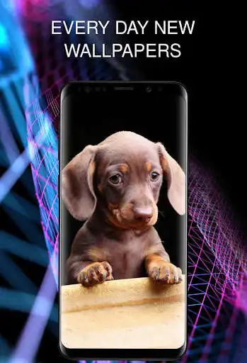 Play Cute Animals