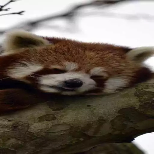 Play Cute Animals Wallpapers APK Play Cute Animals Wallpapers APK