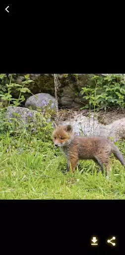 Play Cute Animals Wallpapers  and enjoy Cute Animals Wallpapers with UptoPlay
