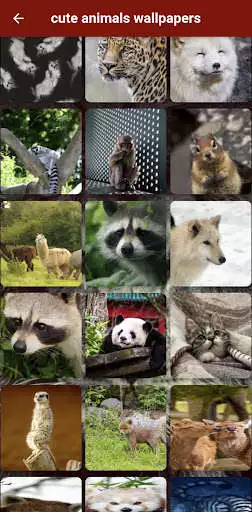 Play Cute Animals Wallpapers as an online game Cute Animals Wallpapers with UptoPlay