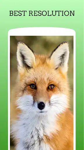 Play Cute Animal Wallpaper HD as an online game Cute Animal Wallpaper HD with UptoPlay