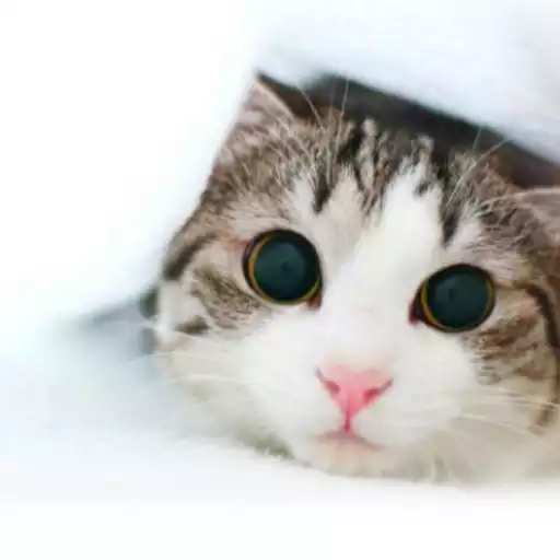 Play Cute Animal Wallpaper APK