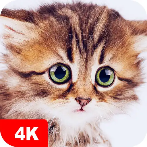Play Cute Animal Wallpapers 4K APK