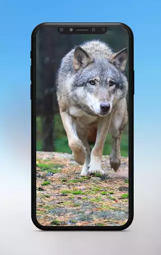 Play Cute Animal Wallpaper  and enjoy Cute Animal Wallpaper with UptoPlay