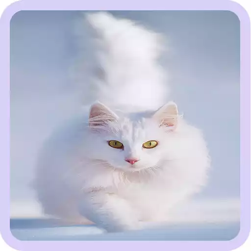 Play Cute Animal Wallpapers APK Play Cute Animal Wallpapers APK