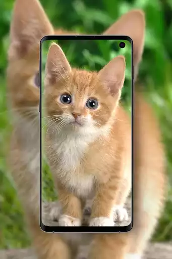 Play Cute Animal Wallpapers  and enjoy Cute Animal Wallpapers with UptoPlay