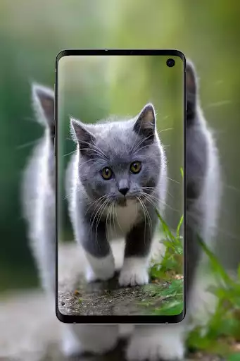 Play Cute Animal Wallpapers as an online game Cute Animal Wallpapers with UptoPlay
