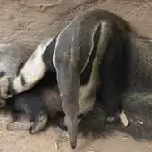 Free play online Cute Anteater Wallpaper Images APK