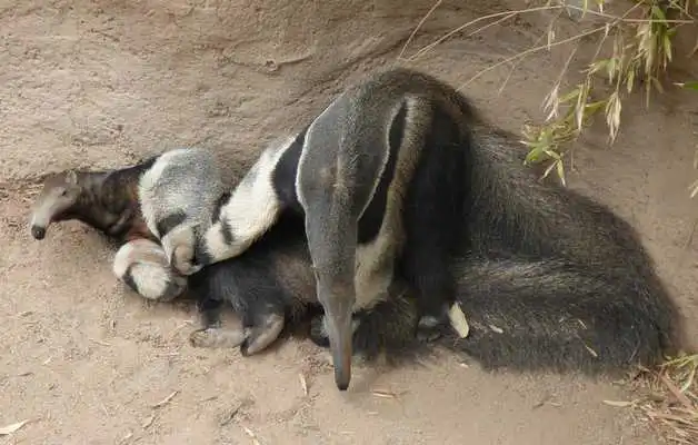 Play Cute Anteater Wallpaper Images