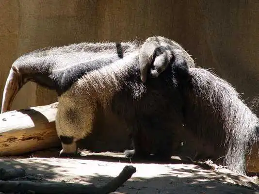 Play Cute Anteater Wallpaper Images