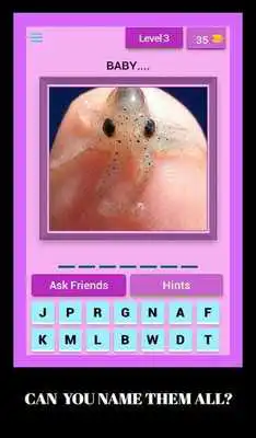 Play Cute Baby Animals - Guess The Names