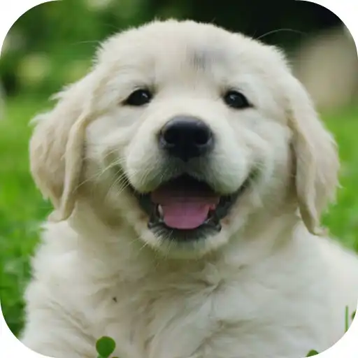 Play Cute Baby Labrador Retriever Puppy APK Play Cute Baby Labrador Retriever Puppy APK