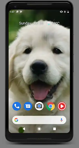 Play Cute Baby Labrador Retriever Puppy  and enjoy Cute Baby Labrador Retriever Puppy with UptoPlay