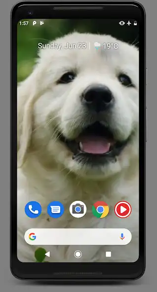 Play Cute Baby Labrador Retriever Puppy as an online game Cute Baby Labrador Retriever Puppy with UptoPlay