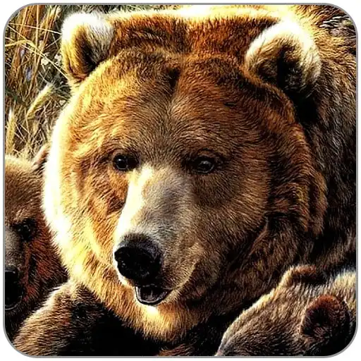 Play Cute Bear Wallpapers APK Play Cute Bear Wallpapers APK