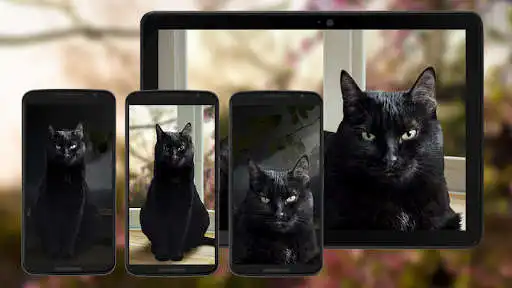 Play Cute Black Cat Live Wallpaper  and enjoy Cute Black Cat Live Wallpaper with UptoPlay