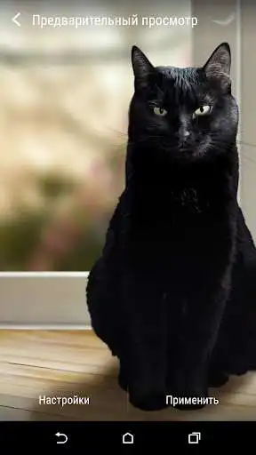 Play Cute Black Cat Live Wallpaper as an online game Cute Black Cat Live Wallpaper with UptoPlay