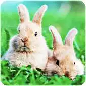 Free play online Cute Bunny Puzzle for Kids APK