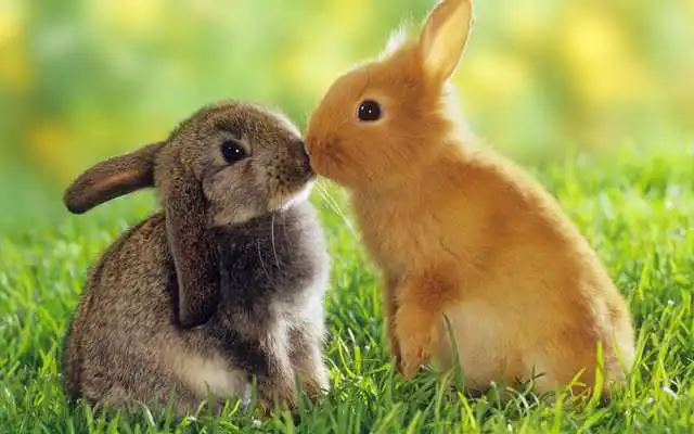Play Cute Bunny Puzzle for Kids