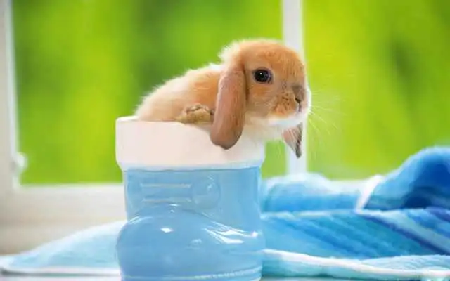 Play Cute Bunny Puzzle for Kids