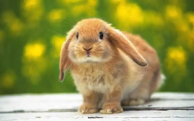 Play Cute Bunny Puzzle for Kids