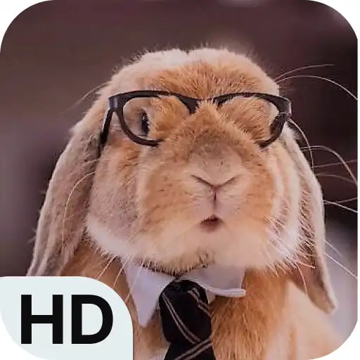 Play Cute Bunny Wallpapers HD  4K APK