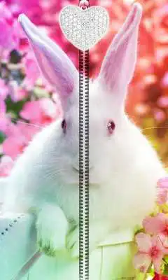 Play Cute Bunny Zipper UnLock