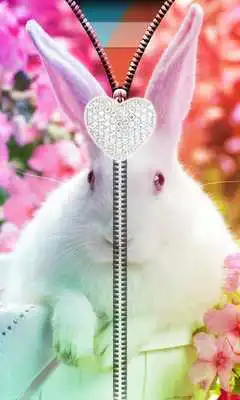 Play Cute Bunny Zipper UnLock