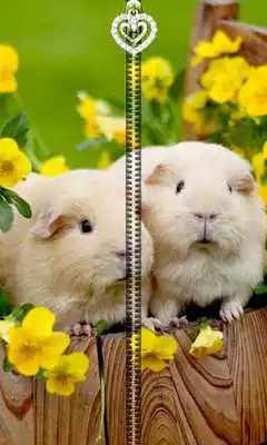 Play Cute Bunny Zipper UnLock